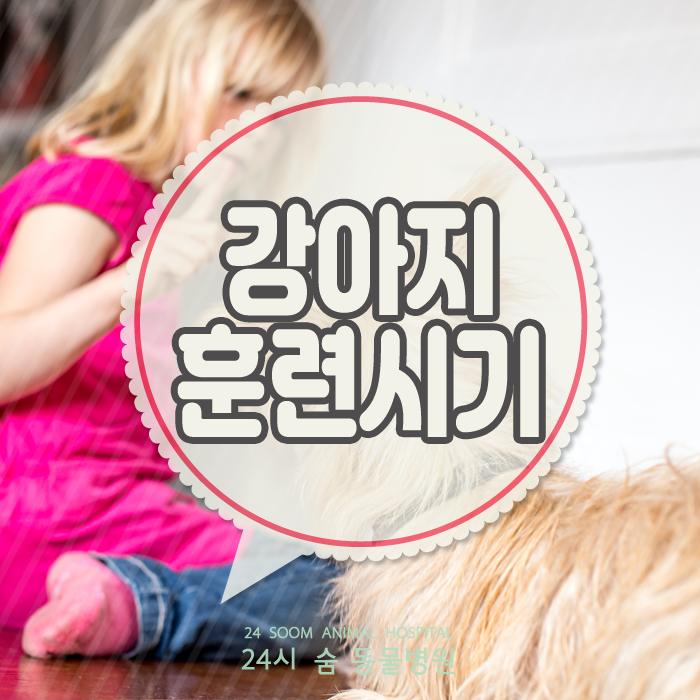  강아지 훈련 언제부터 하면 좋을까요? 강아지 훈련 시기, 새끼강아지 훈련, 강아지 사회화시기
