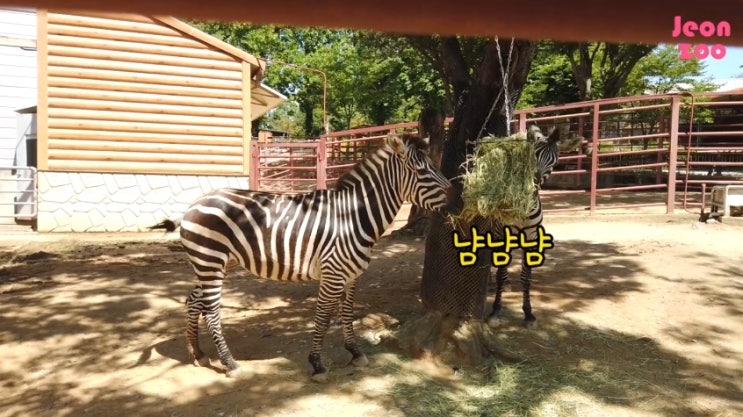 전주동물원 유튜브 채널에서 동물에 관해 재미나게 알아봐요 전주동물원 유튜브 채널에서 동물에 관해 재미나게 알아봐요