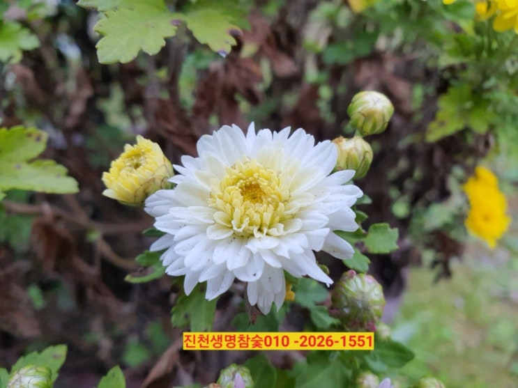  가을국화  소국키워보기