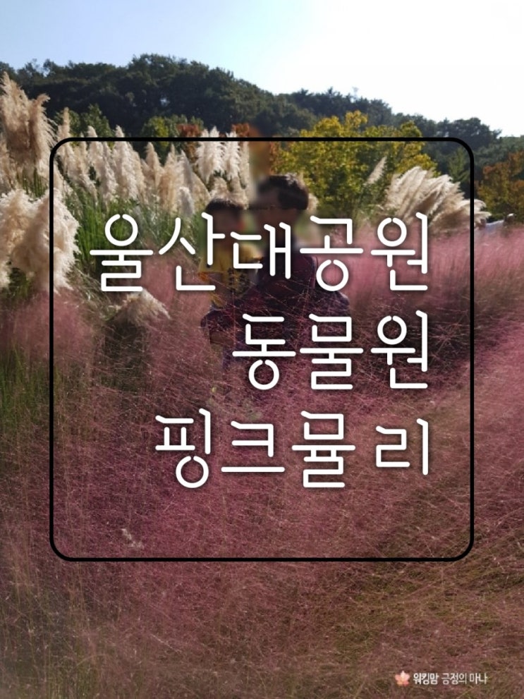  울산대공원 동물원 장미공원 핑크뮬리가 한창입니다. 인생 사진 찍고 왔어요~