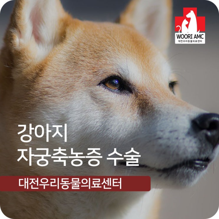  대사동 진료 잘하는 동물병원 : 강아지 자궁축농증 수술