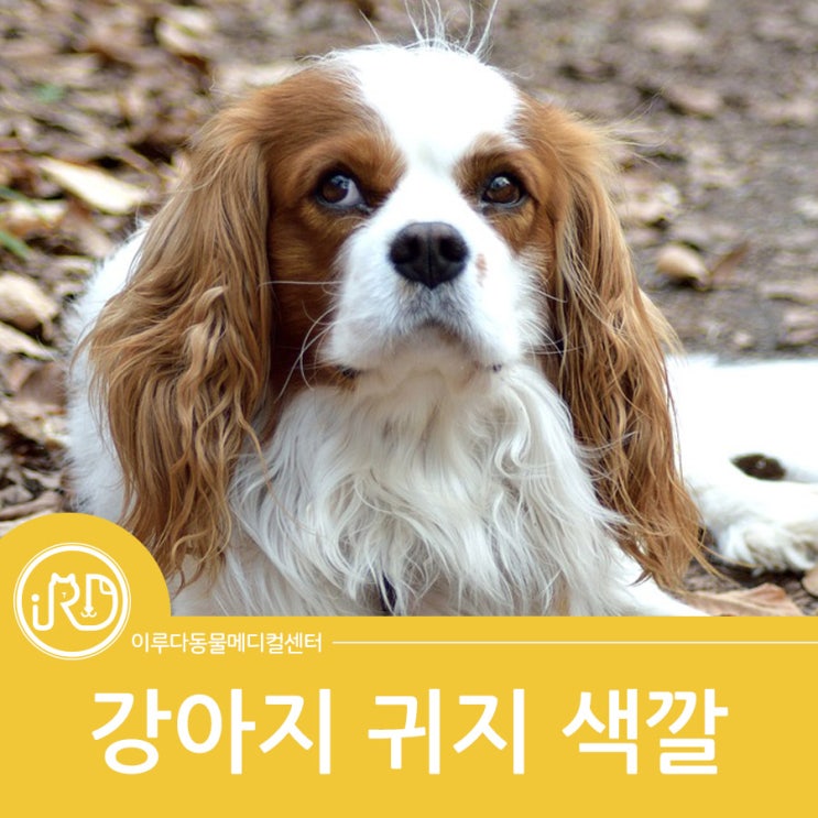  향남읍 진료 잘하는 동물병원 : 강아지 귀지 색깔