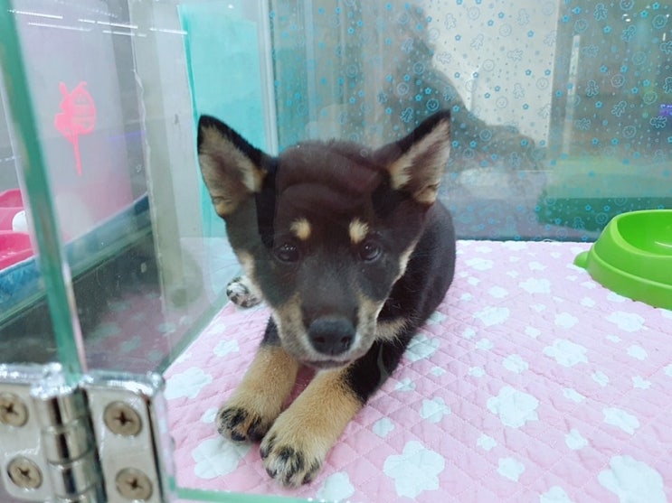  시바이누가격 궁금하셨죠?