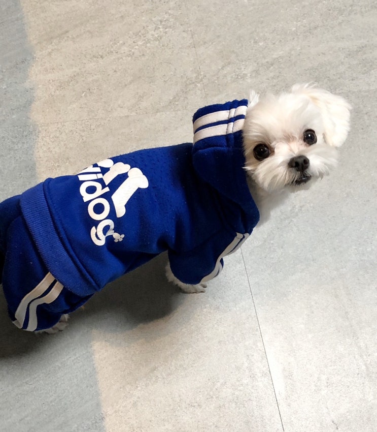  191008-09 양평 개족여행️
