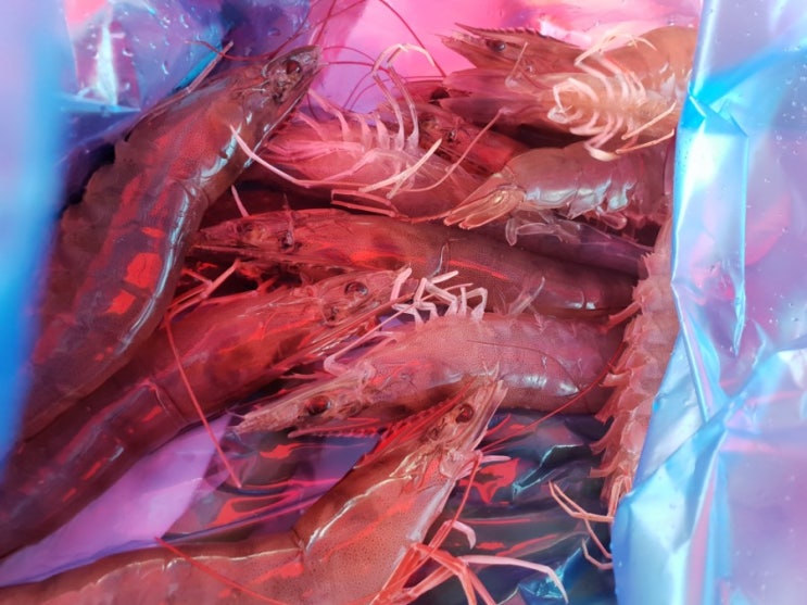  태안 가볼만한곳 대하축제 백사장항 흰다리새우 낚인이야기