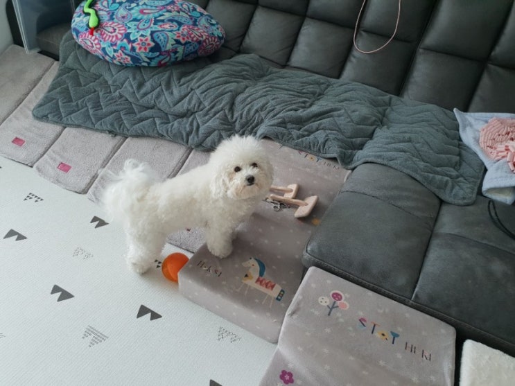 반려견을 위한 슬개골탈구 예방  홈 인테리어