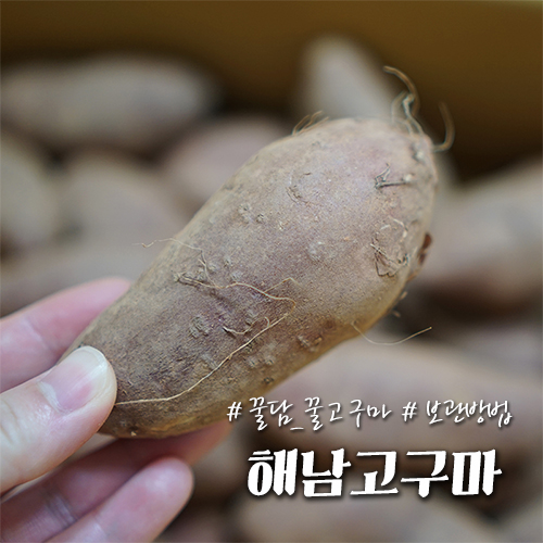  해남고구마 더 맛있는 꿀고구마 보관 및 먹는 방법
