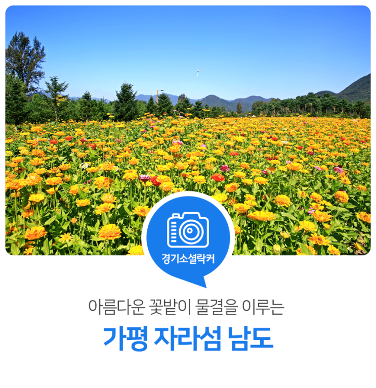 아름다운 꽃밭이 물결을 이루는 가평 자라섬 남도 아름다운 꽃밭이 물결을 이루는 가평 자라섬 남도