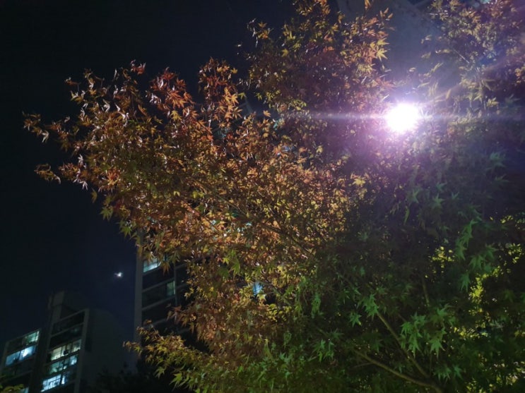  가을저녁을 거닐고 왔네요