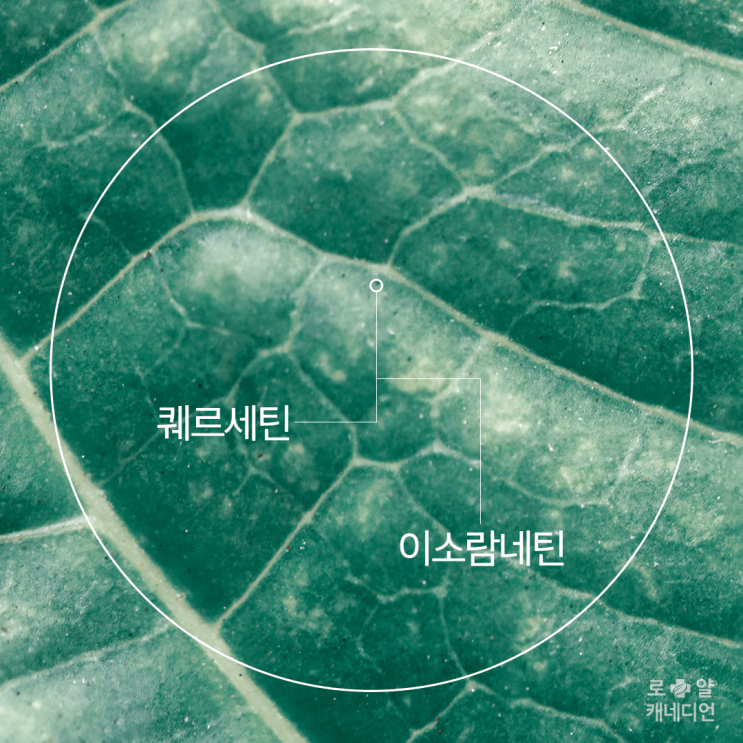 시서스 다이어트 전 잠깐, 효과좋은 시서스 파우더 알고 먹기!