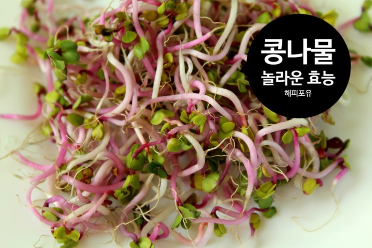   콩나물이 치매예방에 특효, 그 놀라운 효능