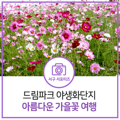  인천 가을 데이트는 핑크뮬리와 함께! 드림파크 야생화단지에서 황홀경에 빠지다!