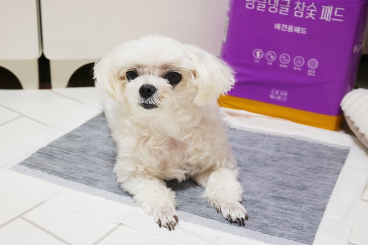  흡수율 끝내주는 냥글댕글 참숯패드 강아지배변패드 추천 꾸욱~