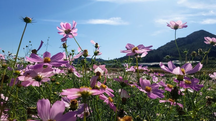  하동 북천 코스모스 (축제 끝나도 볼거리 많아요)