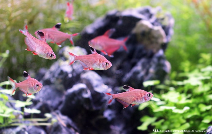  6030 수석 - 05. 로지테트라 (Hyphessobrycon rosaceus)