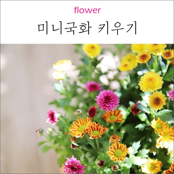  미니 국화 화분 심기 : 뿌리 정리해서 심으면 잘 커요~
