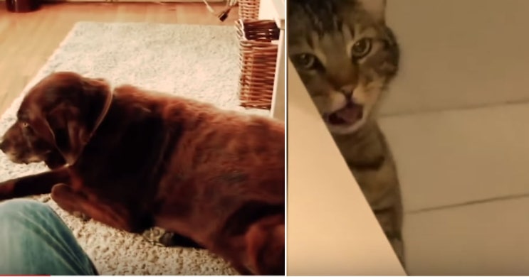 강아지가 뀐 방귀 냄새에 기겁해서 ‘토’ 하는 고양이 (영상)