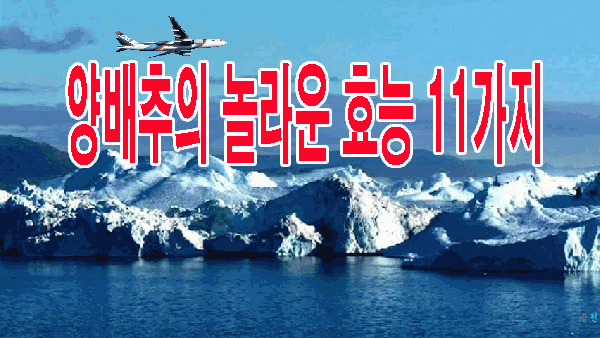 양배추의 놀라운 효능 11가지