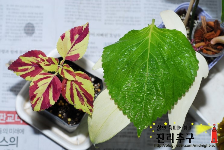  콜레우스 1(이것은 페인티드 레이디...)