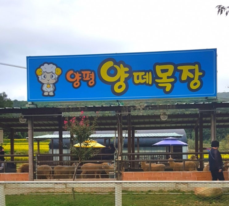  양평양떼목장 경기도주말가볼만한곳