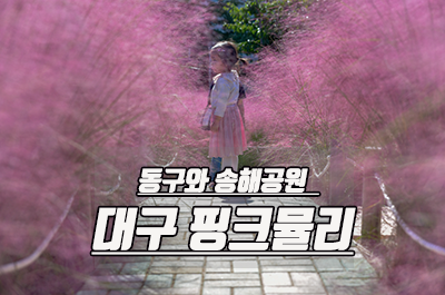 대구 핑크뮬리 송해공원과 동구 신서중앙공원 만발