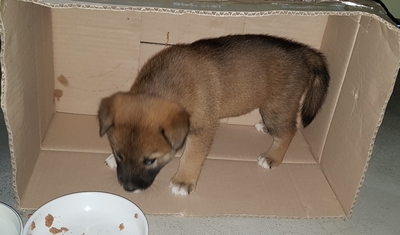  개집만들기 도전(고흥숲속의바다펜션)