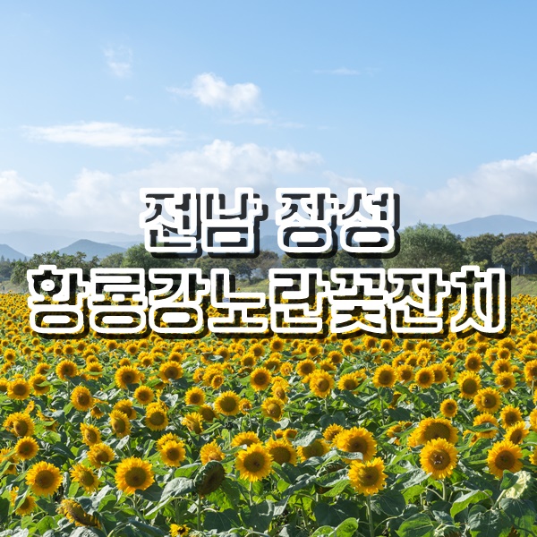 [전남 장성 여행] 장성 국밥 맛집과 황룡강노란꽃잔치