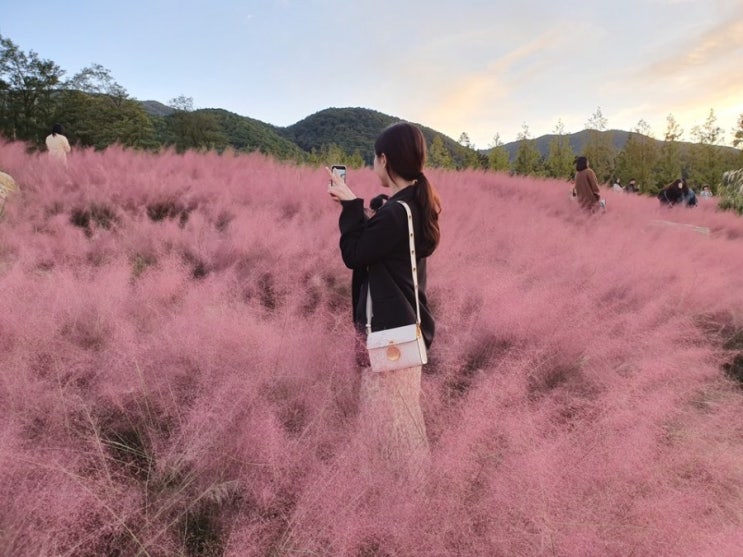 경북칠곡 가산수피아 핑크뮬리 그냥 막 찍어도 인생샷