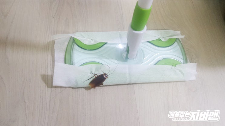  바퀴벌레퇴치 빠르고 간단한 방법
