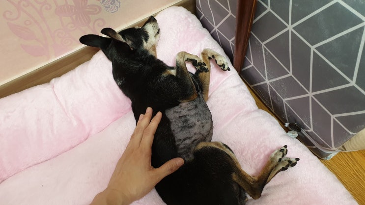  [노견투병] 15살 꽃지 당뇨 진단 받았어요.