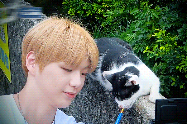  역시 참 냥이집사 힐링방송 컬러풀다니엘 다음주도 기대해 강다니엘