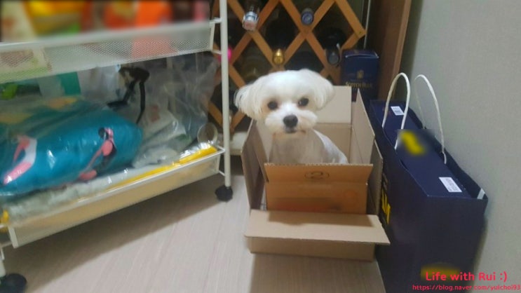  사고뭉치 루이의 새로운 아지트가 생겼어요!