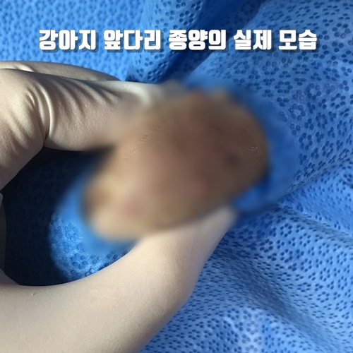  강아지 앞다리에 볼록하게 혹이 생겼어요.                                             노령견 피부 종양 (피부 혹) 제거 수술. 다리 종양