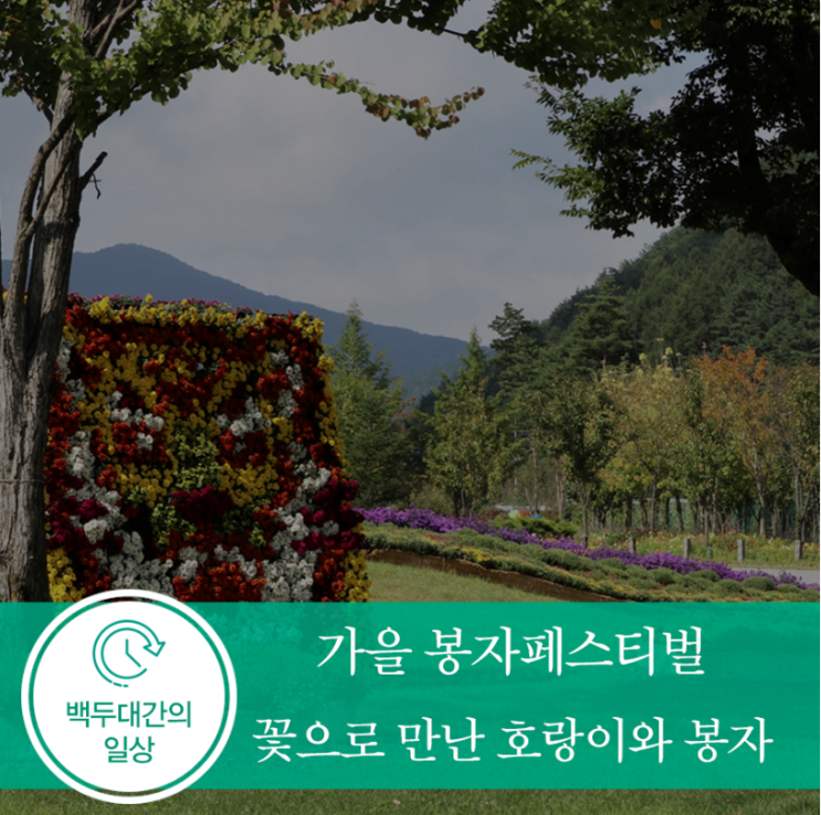  [백두대간의 일상] 가을 봉자페스티벌에서 만나 호랑이와 봉자