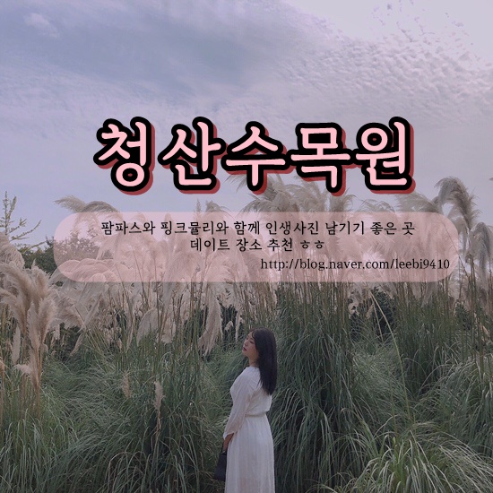  태안 청산수목원 팜파스축제  _핑크뮬리 인생사진