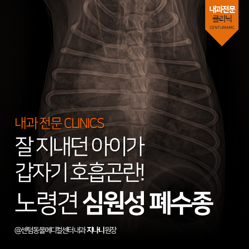 [내과] 잘 지내던 아이가 갑자기 호흡곤란! 노령견 심원성 폐수종 (부산 강아지 심장 전문 동물병원, 365일 응급진료)