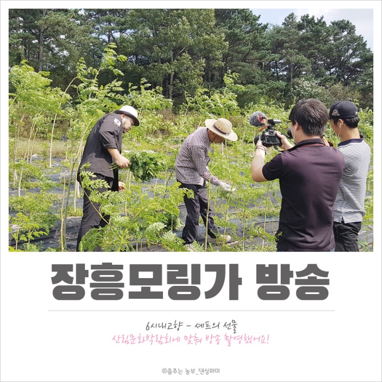  [일상] 장흥모링가 6시내고향 방송 촬영하다!