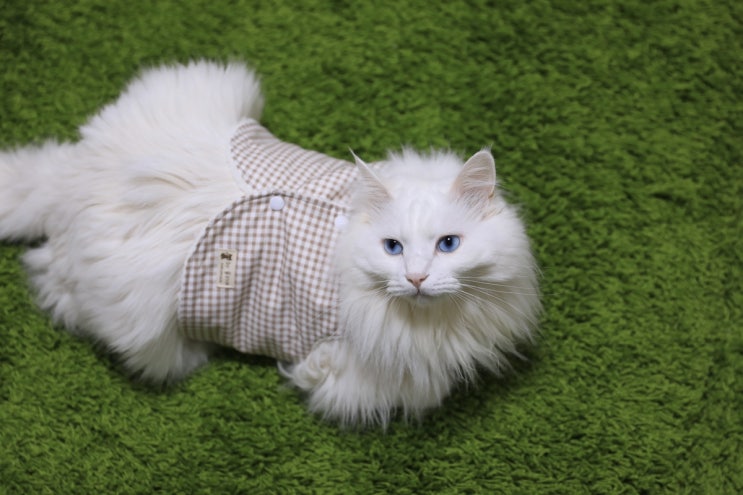 고양이 털조끼, 강아지 털조끼: 가을을 닮은 브라운 체크