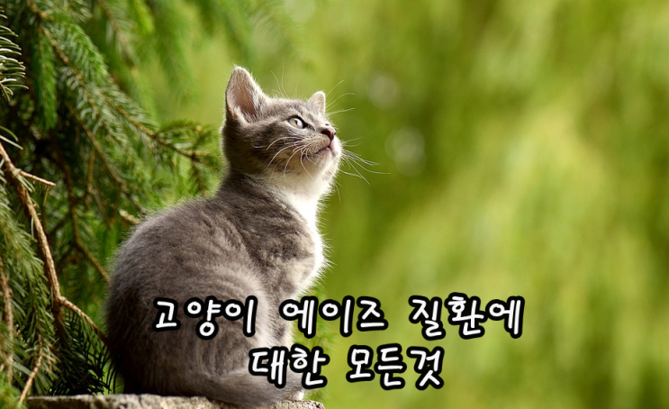  고양이 에이즈 질환에 대한 모든것