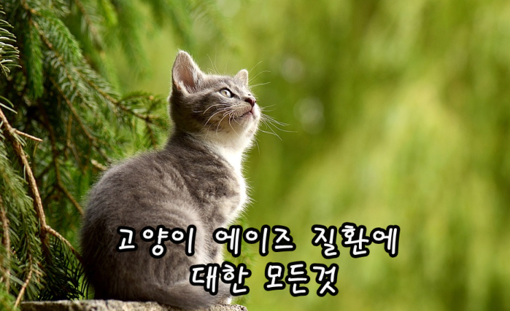 고양이 에이즈 질환에 대한 모든것