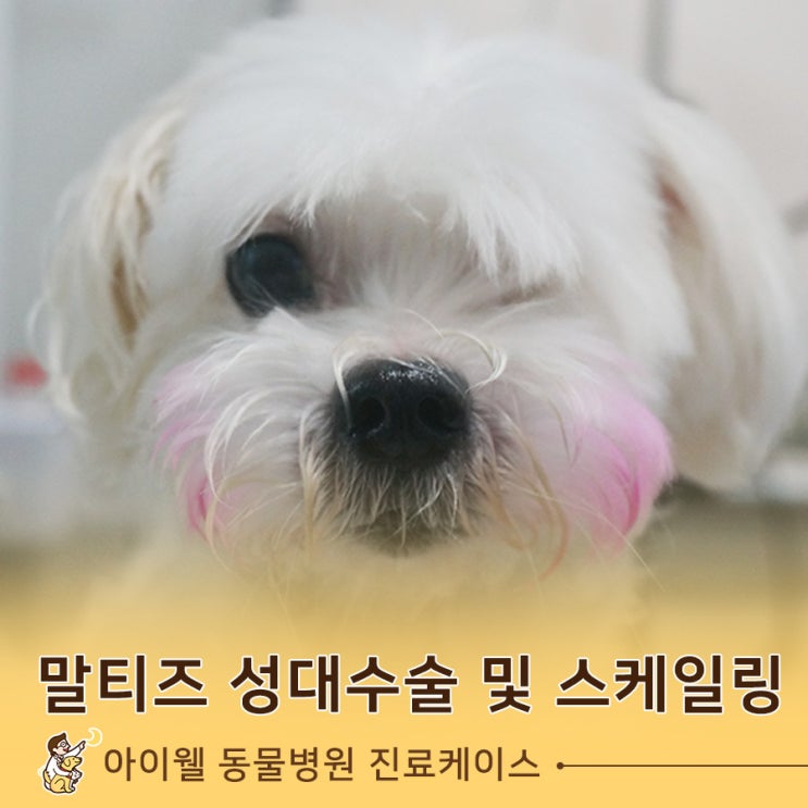  아현동 진료 잘하는 동물병원 : 말티즈 성대수술 및 스케일링