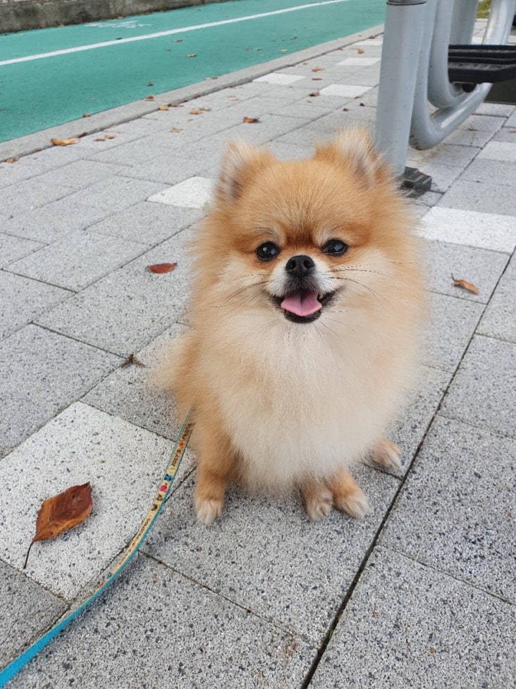  강아지 스트레스 해소법:)산책은 기본! 산책이 제일 중요해요~