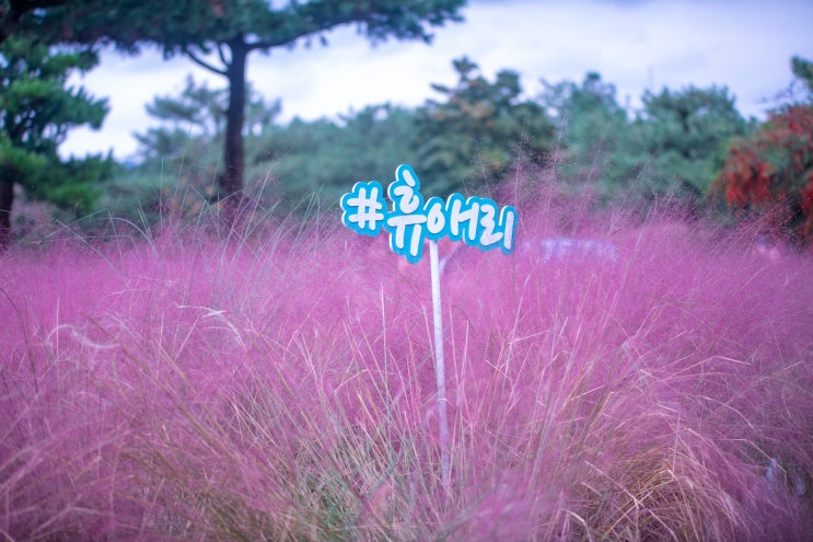  제주도 휴애리 핑크뮬리