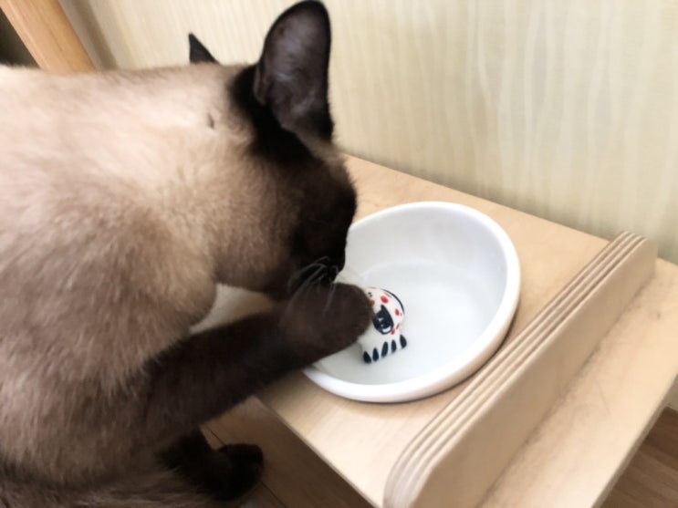  물맛은 손맛 / 고양이 물 먹기