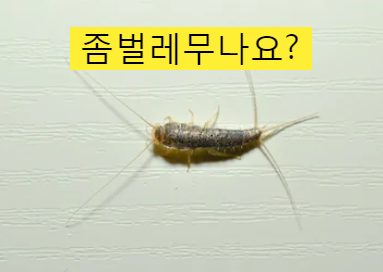  좀벌레무나요?(새끼 원인 베이킹파우더)