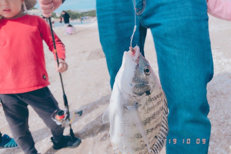  영종도 감성돔 찌낚시 - 작은 감생이 손맛보기