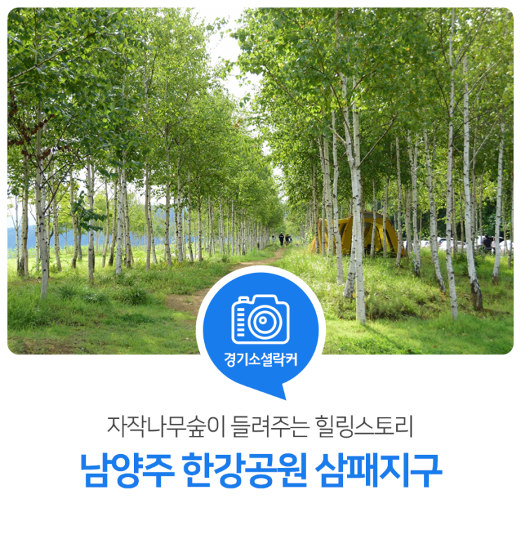 자작나무숲이 들려주는 힐링스토리. 남양주 한강공원 삼패지구 자작나무숲이 들려주는 힐링스토리. 남양주 한강공원 삼패지구