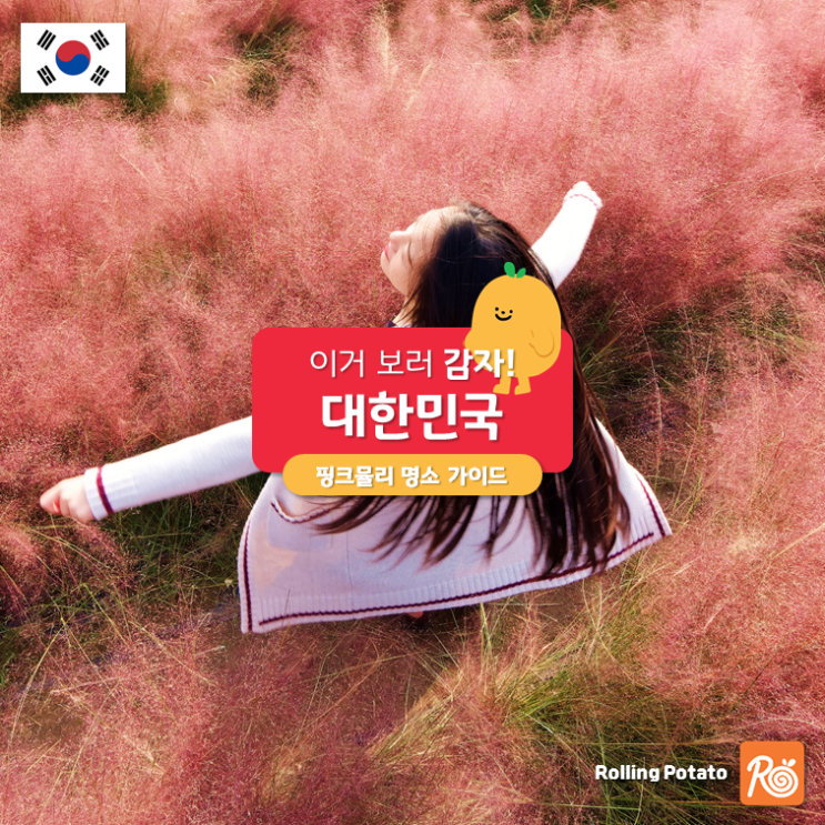  이거 보러 감자! 핑크뮬리 명소 가이드