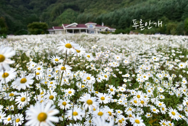  홍천 가볼만한곳 구절초 꽃피는 마을 하립골 (서울근교 당일치기 강원도 가을 여행)~  