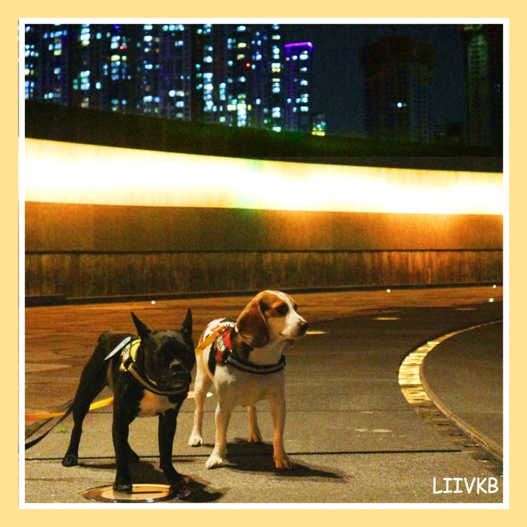수원 광교호수공원에서 강아지 밤 산책